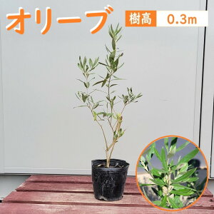 30cm ãV{ ϗtA Ύ  yI[u(15cm|bg) 0.3mOz