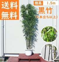 楽天市場】寒さ に 強い 常緑樹の通販