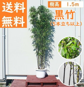  150cm a_ ؒ V{c[  t Ύ ^y|(5{ȏ) 1.5mOz