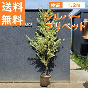  120cm lC_  t J[[tyVo[vybg 1.2mOz