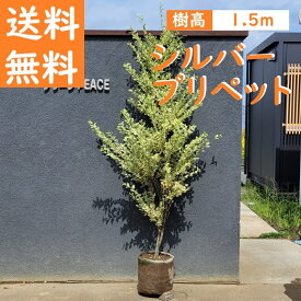 送料無料 150cm 人気生垣 庭木 半落葉 カラーリーフ 大型【シルバープリペット 樹高1.5m前後】