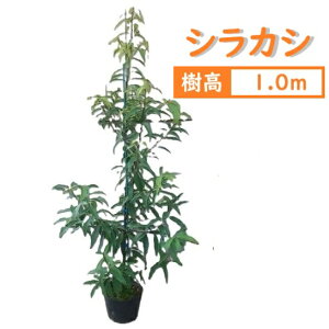100cm V{c[  _ Ύ ǂ񂮂yVJV 1.0mOz