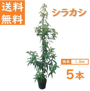  150cm 5{Zbg V{c[ _  Ύ ǂ񂮂 ^yVJVw 5{Zbgx 1.5mOz