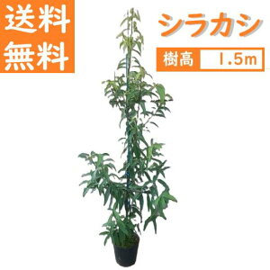  150cm V{c[  _ Ύ ǂ񂮂yVJV 1.5mOz