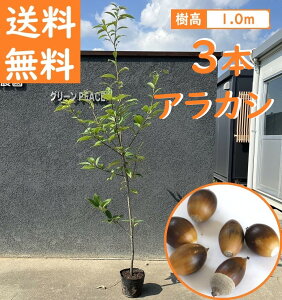  100cm 3{Zbg V{c[ _  Ύ ǂ񂮂yAJV3{Zbg@1.0mOz
