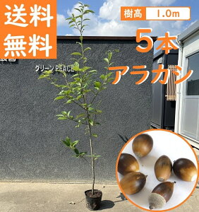  100cm 5{Zbg V{c[ _  Ύ ǂ񂮂yAJV5{Zbg@1.0mOz