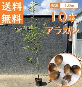  100cm 10{Zbg V{c[ _  Ύ ǂ񂮂yAJV10{Zbg@1.0mOz
