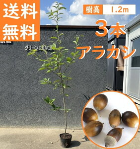  120cm 3{Zbg V{c[ _  Ύ ǂ񂮂yAJV3{Zbg@1.2mOz