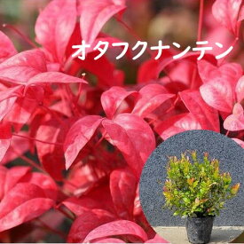 20cm 25cm 庭木 グランドカバー 常緑樹 南天 植木【オタフクナンテン 樹高0.2～0.25m】