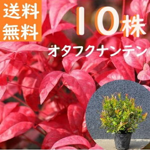 20cm 25cm 10{Zbg  A OhJo[ Ύ VyI^tNiew10{Zbgx 0.2`0.25cmz