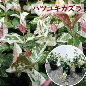 10cm 20cm  OhJo[ S A ΎyncLJY9cm|bg 0.1`0.2mz