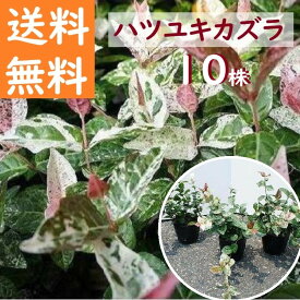 送料無料 10cm 20cm 10本セット 庭木 グランドカバー 初心者 植木 常緑樹【ハツユキカズラ『10本セット』 9cmポット 幅0.1～0.2m】