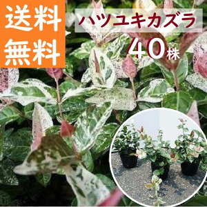  10cm 20cm 40{Zbg  OhJo[ S A ΎyncLJYw40{Zbgx 9cm|bg 0.1`0.2mz
