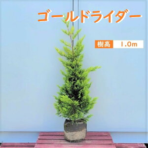 100cm   V{c[ _ m A ΎyRjt@[(S[hC_[) 1.0mOz