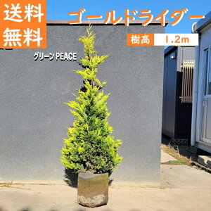 120cm  V{c[  _ m A ΎyRjt@[(S[hC_[) 1.2mOz