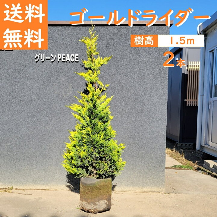 楽天市場】送料無料 150cm 2本セット シンボルツリー 生垣 庭木 洋風 