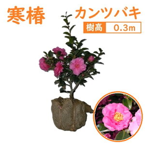 30cm 񂹐A OhJo[  Ύ ~̉ ΂ A؁yJcoL() 0.3mOz