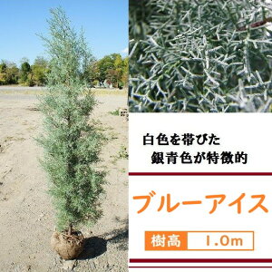 100cm  V{c[ _  m A ΎyRjt@[(u[ACX) 1.0mOz