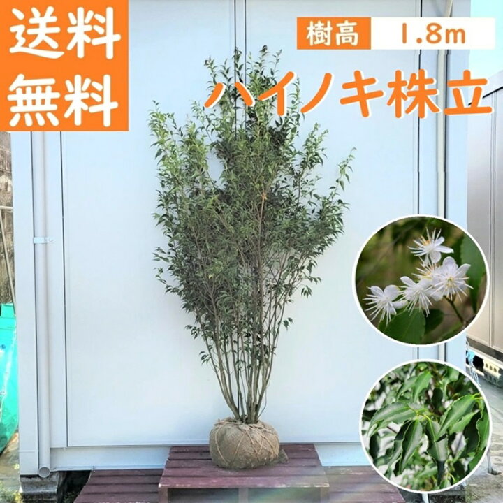 楽天市場】送料無料 180cm シンボルツリー 庭木 常緑樹 大型【ハイノキ 