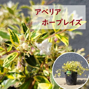 20cm OhJo[  m ΎyAxAz[vCY@0.2mOz