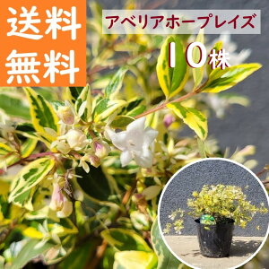  20cm 10{Zbg  OhJo[  Ύ myAxAz[vCYw10{Zbgx 0.2mOz