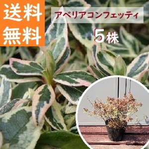  20cm 5{Zbg OhJo[   m A ΎyAxAERtFbeBw5{Zbgx 0.2mOz