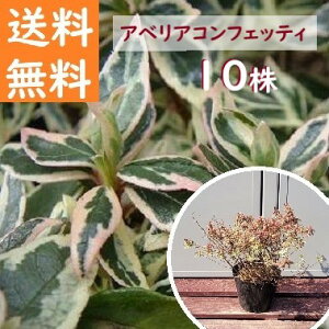  20cm 10{Zbg OhJo[   m A ΎyAxAERtFbeBw10{Zbgx 0.2mOz