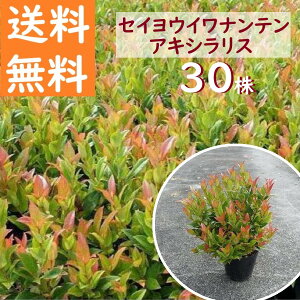  30cm 30{Zbg OhJo[   m ΎyZCECiegALVXh30{Zbg 0.3mOz