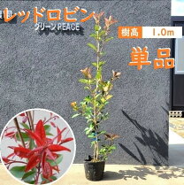 楽天市場】レッドロビン 1mの通販