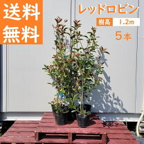 楽天市場】レッドロビン 1．2mの通販