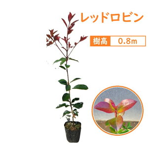 80cm _ ډB  Ύ K[fjOԁybhr 0.8mOz
