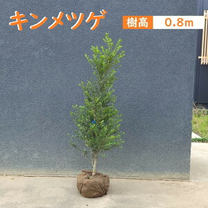 80cm  V{c[ _ ډB ΎyLcQ@0.8mOz