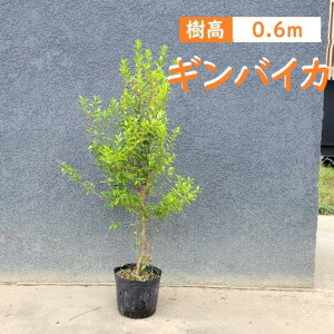 60cm _  Ύ }[g n[u A؁yMoCJ 0.6mOz