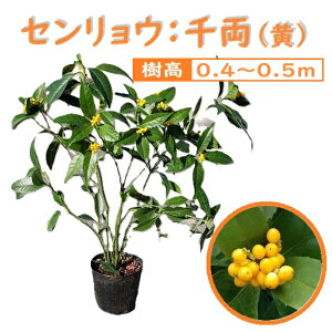40cm 50cm V{c[  Ύ ؂ԁyZE(痼) 0.4m`0.5mz