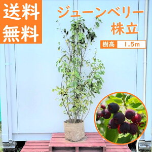  150cm lCʎ n V{c[  t ^yW[x[ 1.5mOz