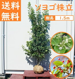 送料無料 150cm シンボルツリー 常緑樹 和風 庭木 大型 植木【ソヨゴ株立ち 樹高1.5m前後】