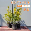 40cm 生垣 庭木 常緑樹 ボリューム満点 黄金【オウゴンマサキ(5...