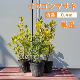 40cm 生垣 庭木 常緑樹 ボリューム満点 黄金【オウゴンマサキ(5寸ポット) 樹高0.4m前後】