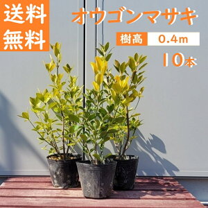  40cm 10{Zbg _  Ύ FyIES}TL(5|bg)w10{Zbgx 0.4mOz
