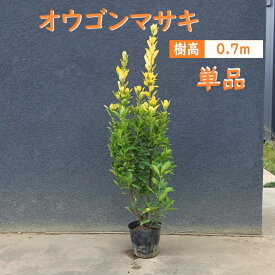 70cm 生垣 庭木 常緑樹 黄金【オウゴンマサキ 樹高0.7m前後】