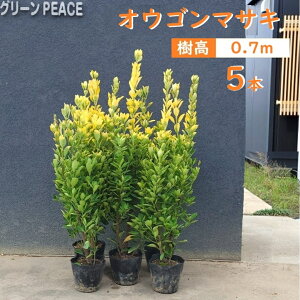 70cm 5{Zbg _  Ύ yIES}TLw5{Zbgx 0.7mOz