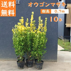  70cm 10{Zbg _  Ύ yIES}TLw10{Zbgx 0.7mOz