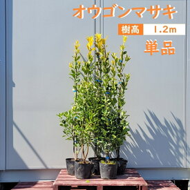 120cm 生垣 庭木 常緑樹 黄金【オウゴンマサキ 樹高1.2m前後】
