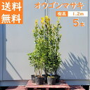 送料無料 120cm 5本セット 生垣 庭木 常緑樹 黄金【オウゴンマサ...