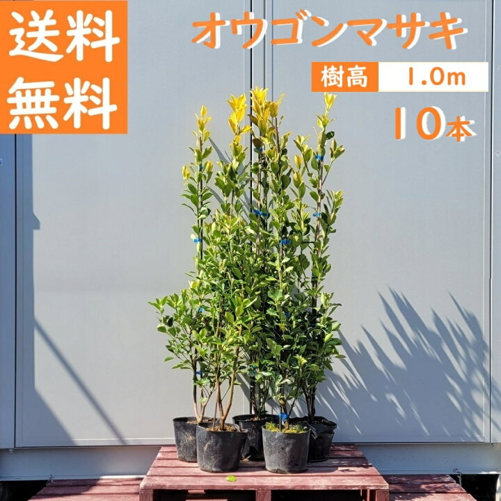 楽天市場】送料無料 100cm 10本セット 生垣 庭木 常緑樹 黄金 