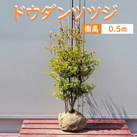 50cm 生垣 庭木 落葉樹 つつじ 植木【ドウダンツツジ 樹高0.5m前後】