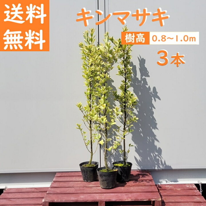 楽天市場】送料無料 80cm 100cm 3本セット 生垣 庭木 常緑樹 洋風 