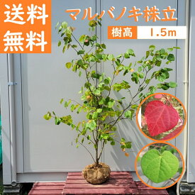 送料無料 150cm シンボルツリー 庭木 落葉樹 初心者 ハート型 大型 植木【マルバノキ株立　樹高1.5m前後】