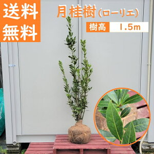  150cm V{c[ _  Ύ XpCX@n[u ϗtA ^ A؁yj([G) 1.5mOz