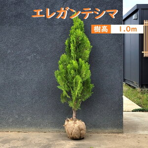 100cm   V{c[ _ m A ΎyRjt@[(GKeV}) 1.0mOz